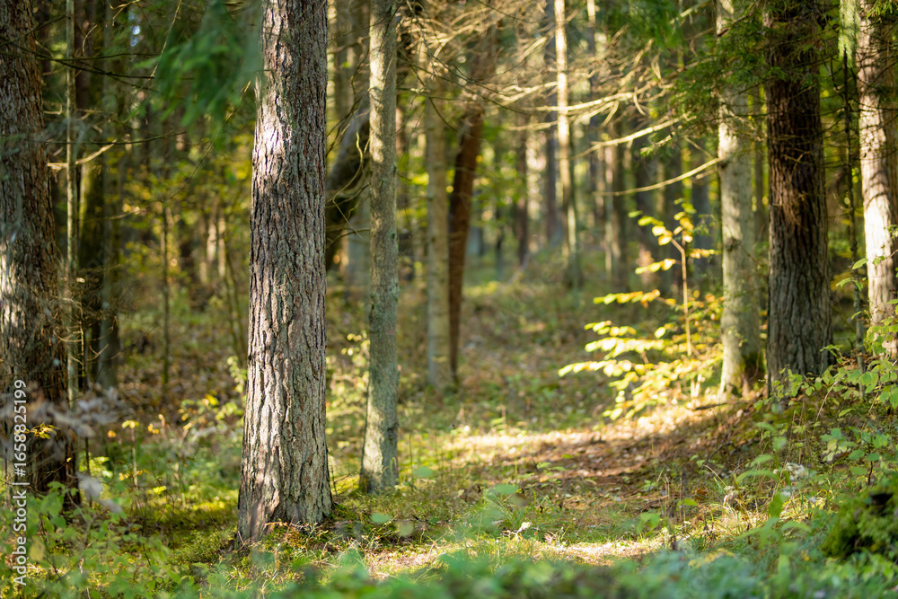 Fototapeta premium Serene Lithuanian forest with tall pines, moss-covered ground, and lush greenery creating a peaceful, untouched atmosphere.