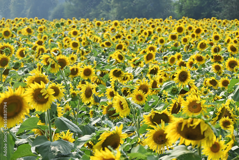 Obraz premium Sunflower Field