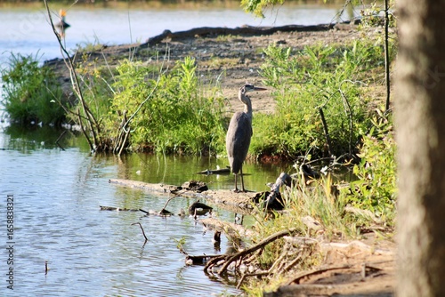 Majestic Heron Standing Near Tranquil Waters Surrounded by Lush Green Vegetation on a Sunny Day in a Serene Natural Habitatv