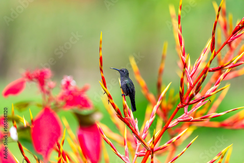 Hummingbird perched on tropical colorful flowers with vibrant red and yellow tones against a green blurred background in Brazilian wildlife