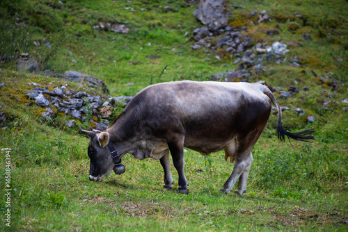cow grazing in field of grass