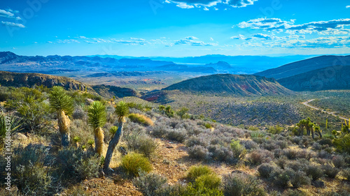 Cuadro en lienzo Aerial Joshua Tree Desert Landscape in Gold Butte National Monument Nevada