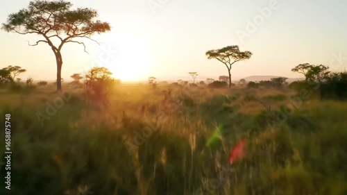 Picturesque African Savannah At Sunrise Landscape With Acacia Trees