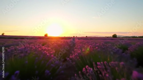 Scenic Lavender Field At Sunset Creating Golden Hues And Tranquility