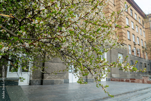 A blossoming tree branch in the foreground with delicate white flowers and green leaves, with an old brick building in the background on a spring day