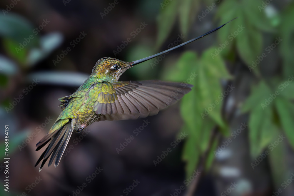 Fototapeta premium Amor por el entorno