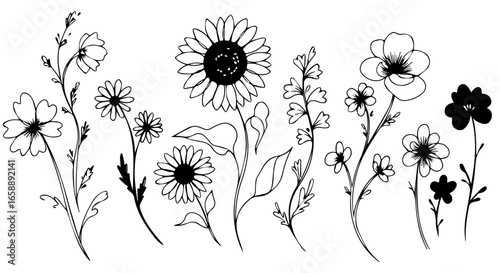 Handdrawn botanical illustration set of various wildflowers sunflowers and daisies in a sketchy line art style.