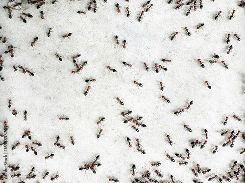 ants crawling on a white floor, ants on the white background