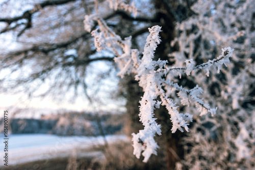 Vereiste Zweige im Winterwald mit frostiger Naturstimmung
