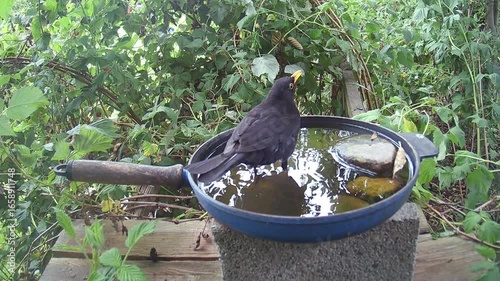 Amsel (Turdus merula) oder Schwarzdrossel badet und trinkt Wasser in einer alten Bratpfanne
