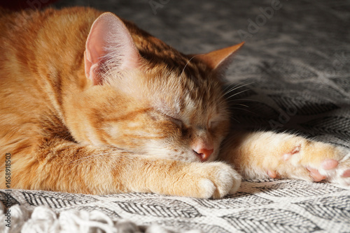 Sleeping Tabby Cat On Bed