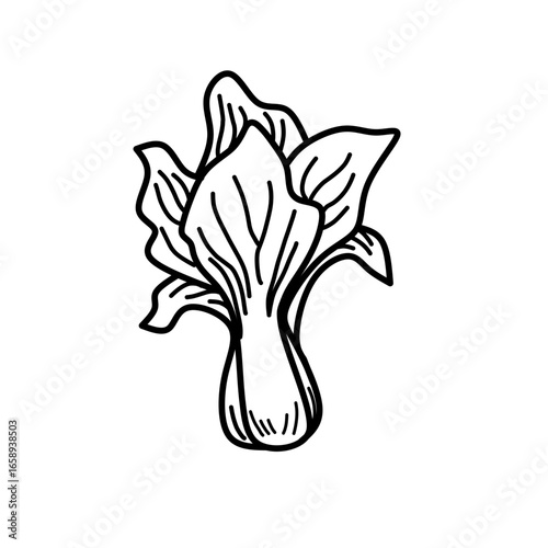 Pak choi outline icon vector illustration. Hand drawn of fresh bok choy plant,  mustard vegetable for vegetarian salad, vektor sawi illustration or vektor mustard Doodle line for coloring book.