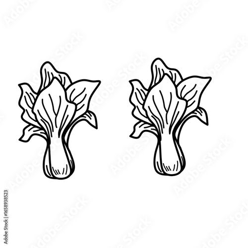 Pak choi outline icon vector illustration. Hand drawn of fresh bok choy plant, mustard vegetable for vegetarian salad, vektor sawi illustration or vektor mustard Doodle line for coloring book.