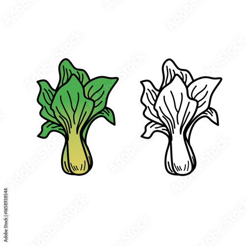 Pak choi outline icon vector illustration. Hand drawn of fresh bok choy plant,  mustard vegetable for vegetarian salad, vektor sawi illustration or vektor mustard green Doodle line for coloring book.