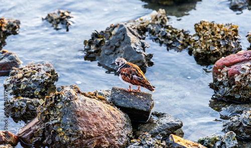 Photography Sea bird perched on rock