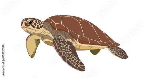 Detailed artistic representation of a swimming sea turtle with brown shell and patterned flippers in vector format isolated against a white backdrop