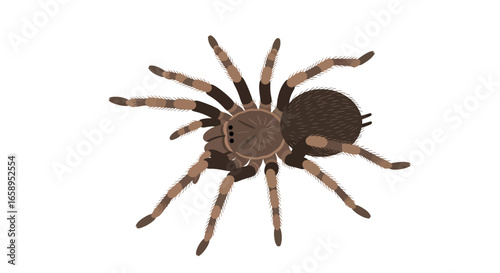 Detailed vector illustration featuring a tarantula against a stark white background its intricate design makes it an eye-catching image for diverse