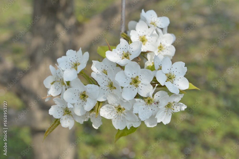 Fototapeta premium Pear flower in full bloom in spring