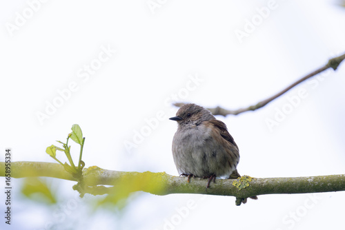Canvas Print Dunnock (Prunella modularis) commonly found in woodlands parks and gardens acros