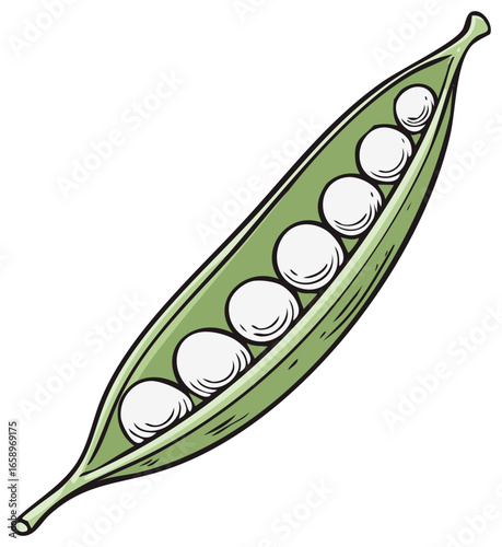 Freshly opened pea pod vector illustration. Cartoon style. Isolated on white background