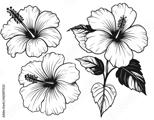 Elegant black and white hibiscus flowers
