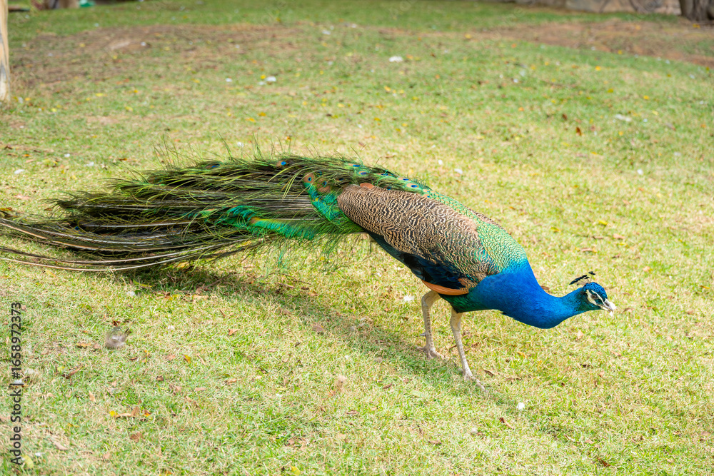 Fototapeta premium a male peacock walking at horizontal composition