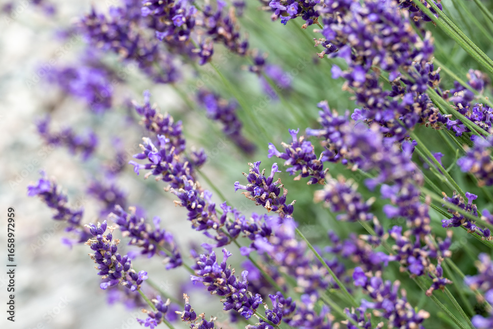 Obraz premium A field of tiny purple lavender flowers blooms in summer with an aromatic fragrance. The intense violet colored flower blooms are on thin green stems. There's a pale blue sky in the background. 