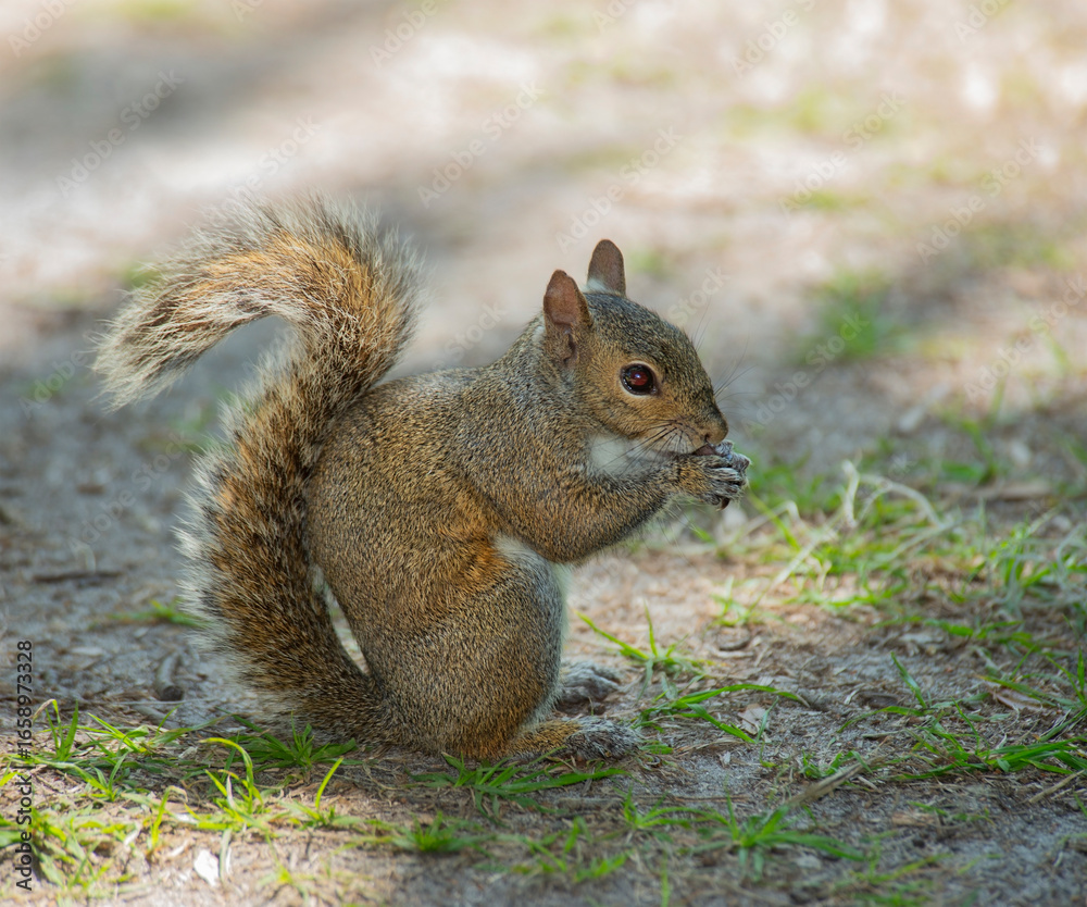 Fototapeta premium American Gray Squirrel Feeds in Florida Wetlands