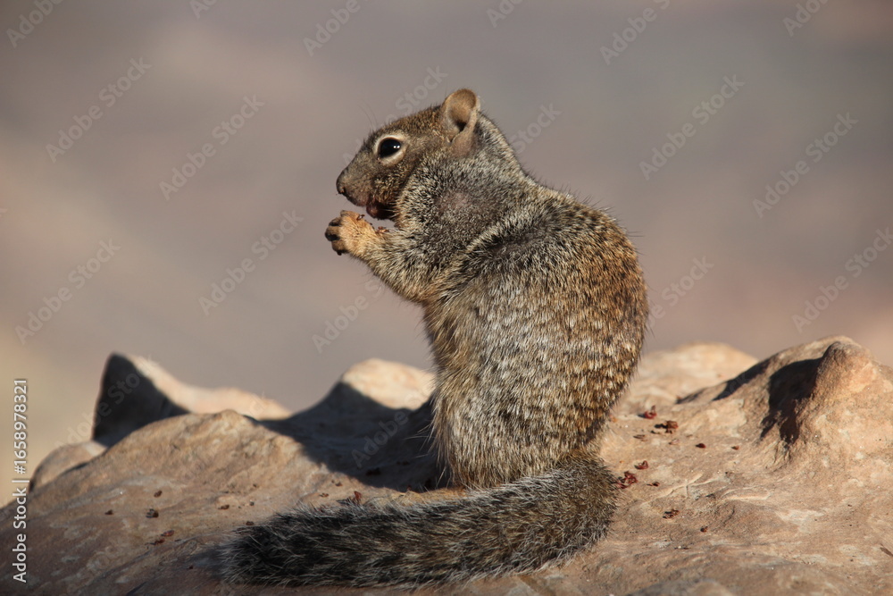 Fototapeta premium squirrel in the park