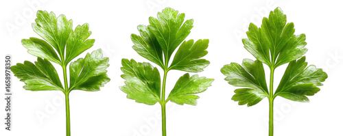 Three vibrant green celery leaves against a black background