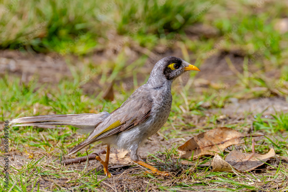 Fototapeta premium Noisy miner bird on the grass