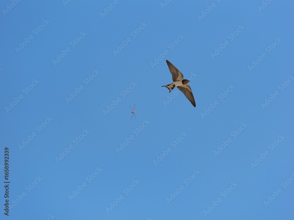 Obraz premium トンボを追いかけるツバメ