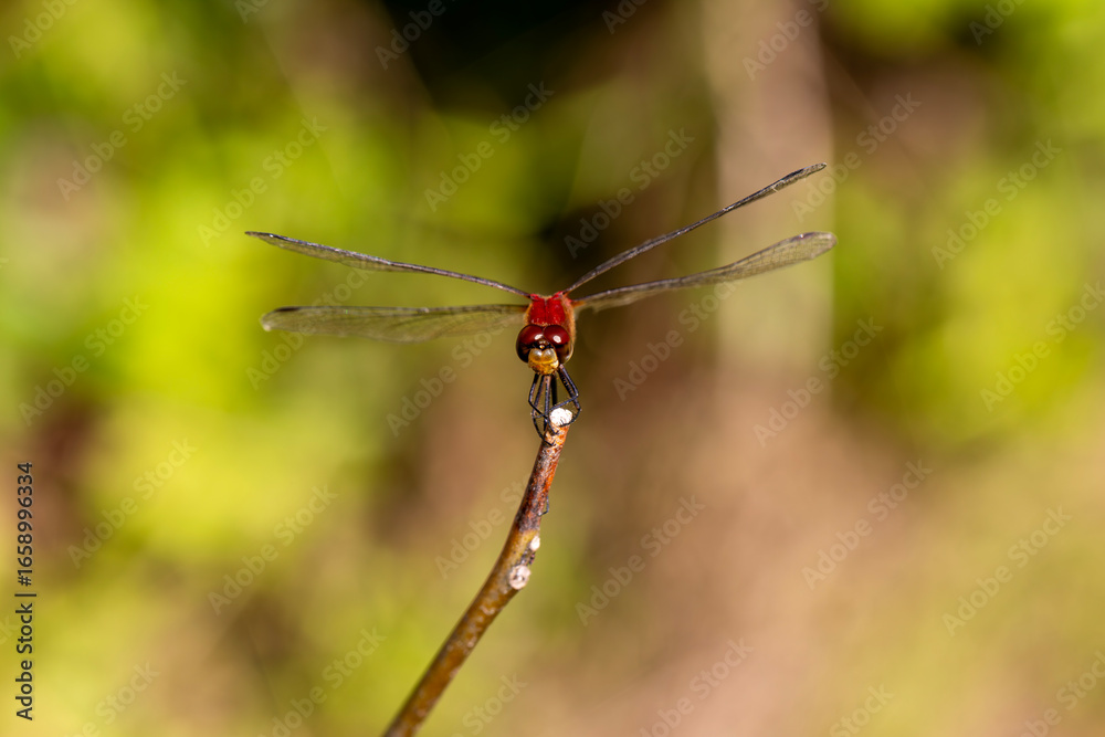 A ruby meadowhawk dragonfly perched alongside a hiking trail in an Ontario Provincial Park. A ruby meadowhawk dragonfly perched alongside a hiking trail in an Ontario Provincial Park.