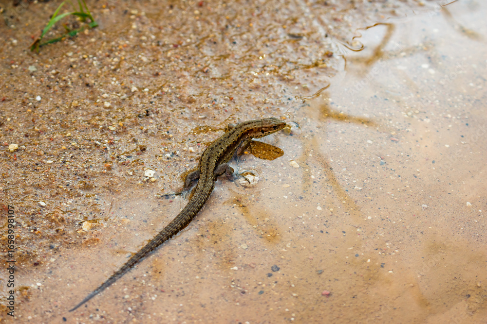 Obraz premium Viviparous lizard (Zootoca vivipara) sits in a puddle. Habitat Kaluga region, Russia