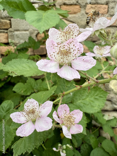 Brombeere Rubus Blackberry Hecke Dornen Stachel Beere Heilpflanze Obst Rosaceae, hedge thorns spine berry Juice fruit rosaceae Purple jam lila flower pink Marmelade jam medicinal plant Beere salad