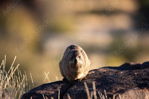 close up view of a rock hyrax in Namibia