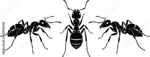 Detailed ant illustration, insect anatomy, black and white vector, entomology study, nature drawing, wildlife, scientific sketch, educational, realistic, symmetrical composition