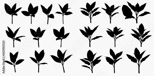 A diverse collection of black plant and leaf silhouettes, showing various sprigs and seedlings isolated on a transparent background.