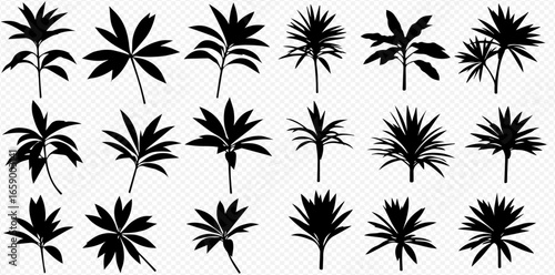 A diverse collection of black silhouettes featuring various tropical plant leaves and fronds isolated on a transparent background.