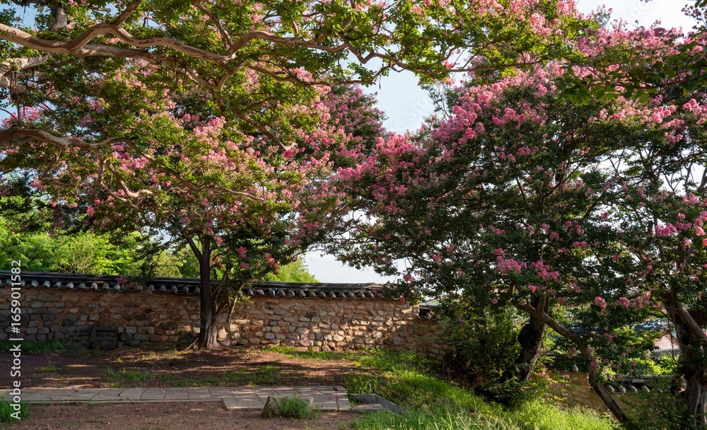 Naklejka premium 정읍 서현사지 열부사당의 배롱나무꽃.8월의 배롱나무꽃