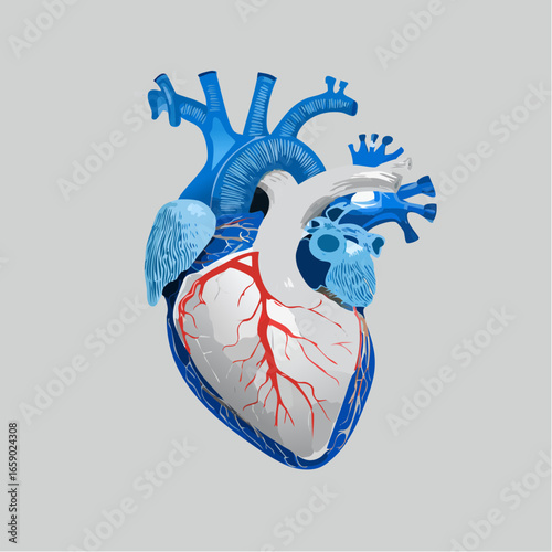 Firefly Professional medical heart vector, anatomical simplicity, clean lines, blue and white color