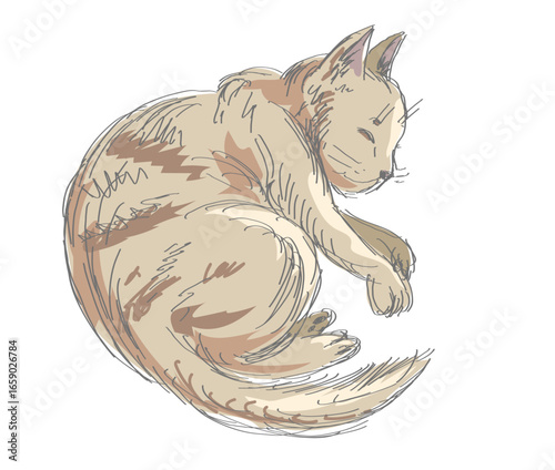 Sleeping cat. Colorful sketch. Vector line illustration.