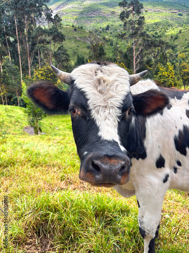 Close-up portrait of black and white cow in green field