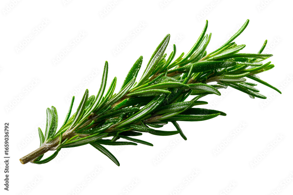 Fototapeta premium Fresh Rosemary Sprig Isolated on Black Background