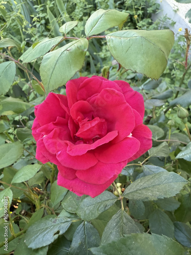 Roses Rosids Flower Love Red Yellow White Thorns Plant Shrub Spines Wild Roses Cultivated Roses Blossoms Bouquet Gift Valentine's Day Wedding Anniversary Meadow Gardener Water Spines Ornamental Plant 