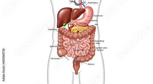 Detailed Human Digestive System Anatomy Illustration Showing Internal Organs and Intestines