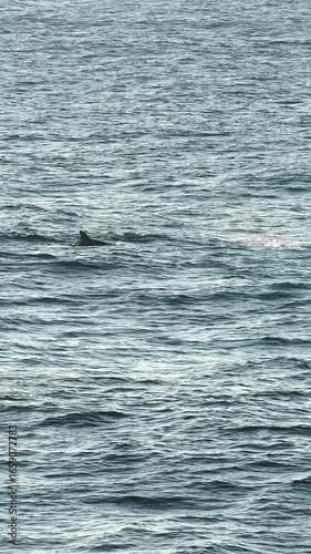 Wallpaper Mural Slow motion video of a pod of dolphins swimming calmly near Bronte Beach in Sydney, Australia. The footage captures one dolphin leaping out of the water. Torontodigital.ca