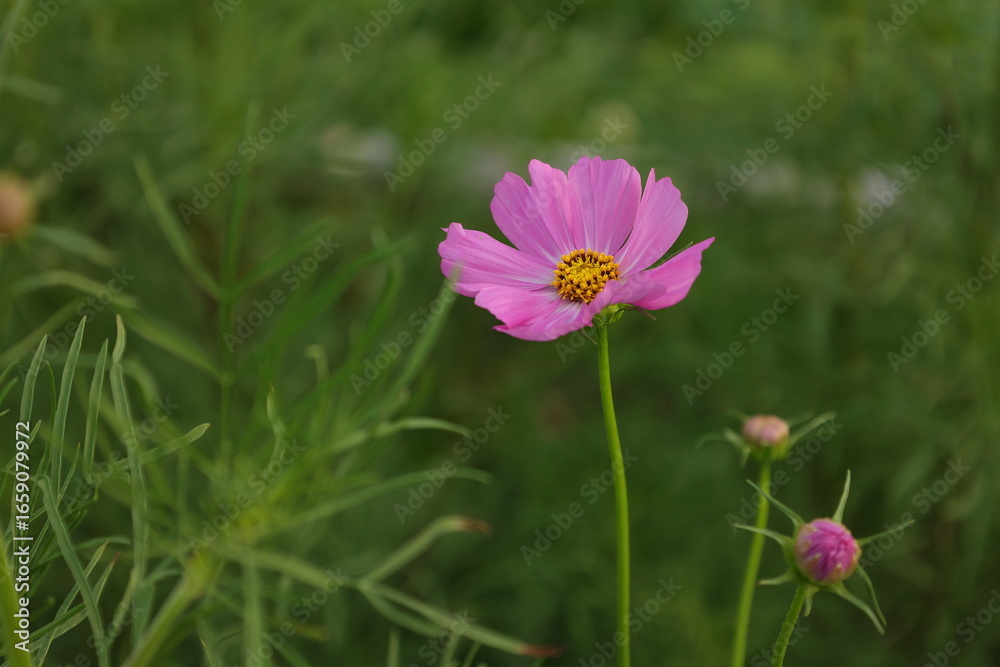 Obraz premium pink cosmos flower