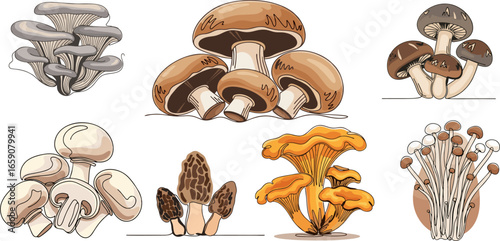 Vector illustration of mushrooms. Badge design with colored oyster mushroom, champignon, honey agaric, shiitake, porcini, morel mushroom, chanterelle, aspen mushroom, enoki , shimeji, black chanterell