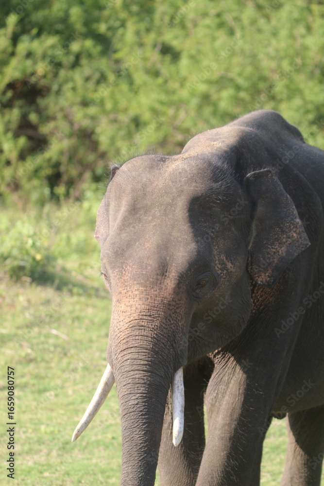 Fototapeta premium Amazing Elephants in Kaudulla National Park, Sri Lanka